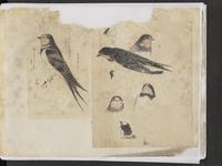 ku-speccoll:15819-24