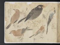 ku-speccoll:15819-25