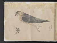 ku-speccoll:15819-27