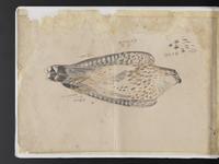 ku-speccoll:15819-29