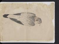 ku-speccoll:15819-32