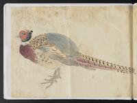 ku-speccoll:15819-43