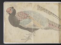 ku-speccoll:15819-50