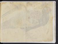 ku-speccoll:15819-51