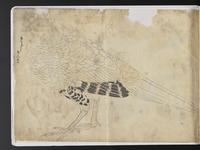 ku-speccoll:15819-52