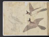 ku-speccoll:15819-54