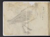 ku-speccoll:15819-56