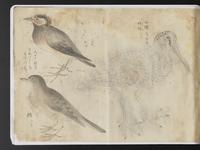 ku-speccoll:15819-58