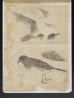 ku-speccoll:15819-60