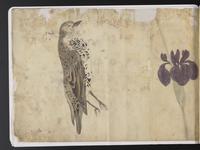 ku-speccoll:15819-62