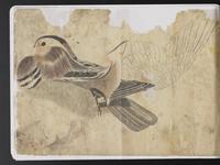 ku-speccoll:15819-72