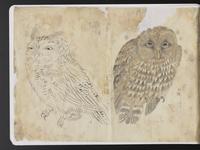 ku-speccoll:15819-80