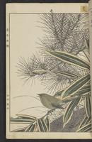 ku-speccoll:15913-15