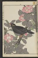 ku-speccoll:15913-17