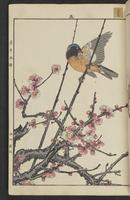 ku-speccoll:15913-19