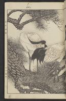 ku-speccoll:15913-21