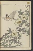 ku-speccoll:15913-22