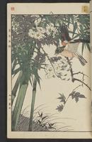 ku-speccoll:15913-23