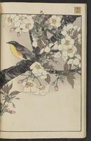 ku-speccoll:15913-24