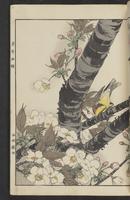 ku-speccoll:15913-25