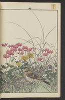 ku-speccoll:15913-26