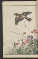 ku-speccoll:15913-27