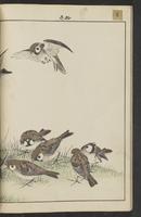 ku-speccoll:15913-28