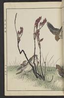 ku-speccoll:15913-29