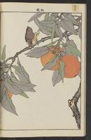 ku-speccoll:15913-30