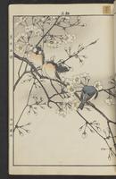 ku-speccoll:15913-31