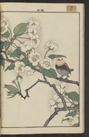 ku-speccoll:15913-32