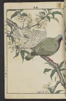 ku-speccoll:15913-33