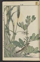 ku-speccoll:15913-35