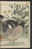 ku-speccoll:15913-36