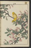 ku-speccoll:15913-38