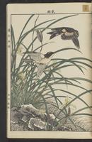 ku-speccoll:15913-39