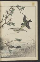 ku-speccoll:15913-40