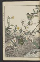 ku-speccoll:15913-41