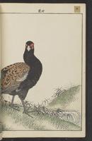 ku-speccoll:15913-42