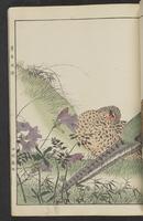 ku-speccoll:15913-43