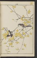 ku-speccoll:15913-44