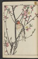 ku-speccoll:15913-45