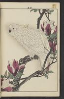 ku-speccoll:15913-46