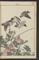 ku-speccoll:15913-48