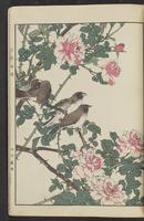 ku-speccoll:15913-49