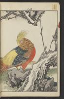 ku-speccoll:15913-50