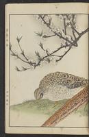 ku-speccoll:15913-51