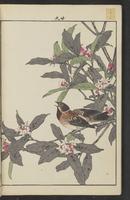 ku-speccoll:15913-52