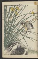 ku-speccoll:15913-53