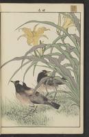 ku-speccoll:15913-54